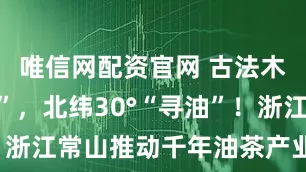 唯信网配资官网 古法木榨“新生”，北纬30°“寻油”！浙江常山推动千年油茶产业走向世界